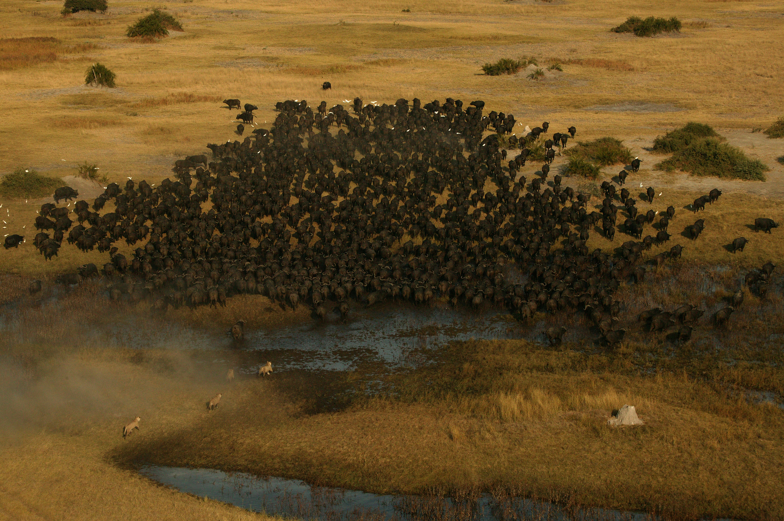 Duba Plains Camp Duba Plains Camp