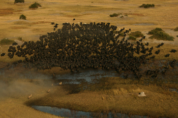 Duba Plains Camp: Jagd auf Büffel