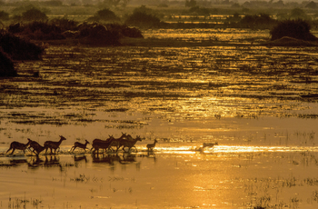 Duba Plains Camp: Schwemmebene mit Red Lechwe