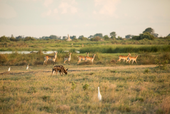 Duba Plains Camp: Wildhund