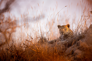 Dulini River: Leopard im Gras