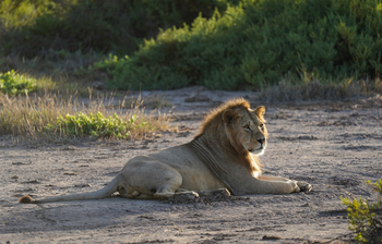 Elewana Tortilis Camp: Löwen