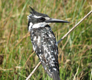 Ghoha Hills Savuti Lodge Ghoha Hills Savuti Lodge: Pied Kingfisher