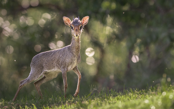 Governors' Mugie: Dik Dik