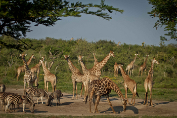 Jamala Madikwe: Zebras und Giraffen auf offener Savanne