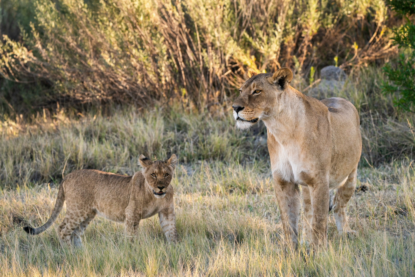 Jao Camp Jao Camp: Löwin und Löwenjunges