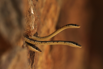 Kaav Safari Lodge: Bronze-backed Treesnakes