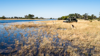 Beagle Expeditions: Game Drive