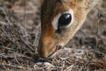 Legendary Mwiba Lodge: Dik Dik