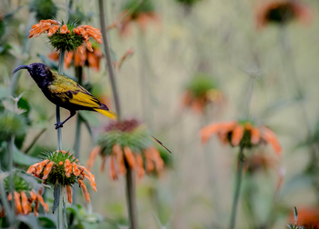 Loldia House: Eburu Forest