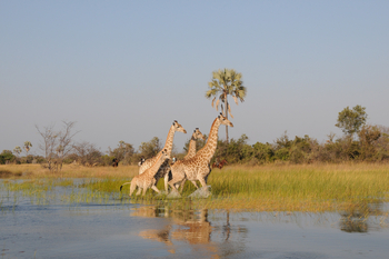 Macatoo Camp: Family of Giraffes