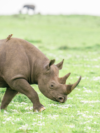 Mara Bushtops: Spitzmaulnashorn