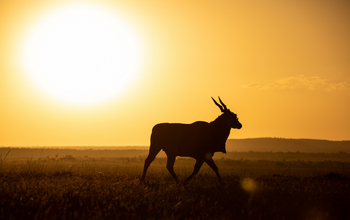 Mara Toto Tree Camp: Elenantilope