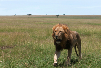 Mara Toto Tree Camp: Nervöser Löwe