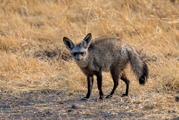 Mombo Camp: Löffelhund mit schwarzer Schwanzspitze