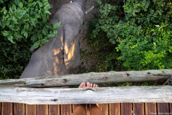 Nambwa Tented Lodge: Elefant unter einem Steg