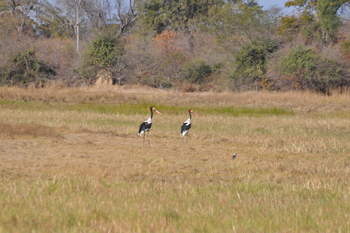 Nanzhila Plains Camp: Sattelstörche