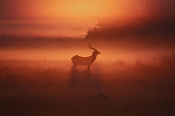 Ntemwa Busanga Bushcamp Ntemwa Busanga Bushcamp: Letschwe im Morgennebel