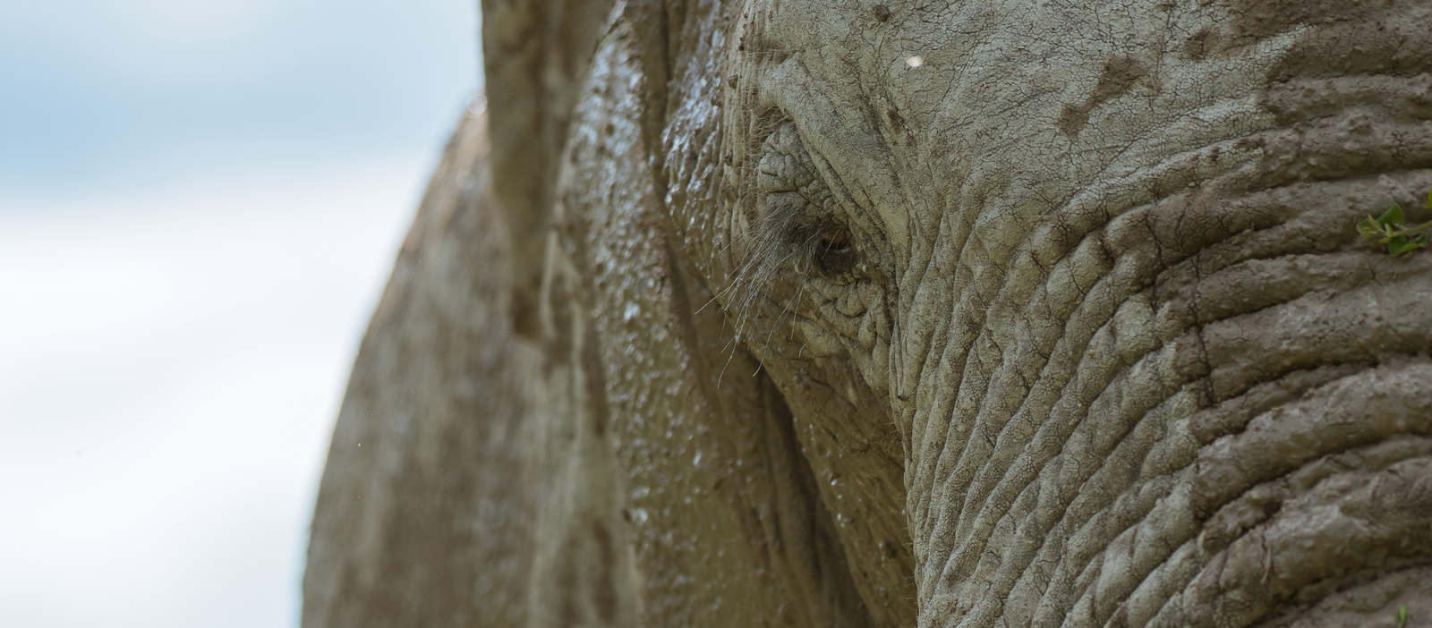 Nxai Pan Camp Nxai Pan Camp: Elefantenauge