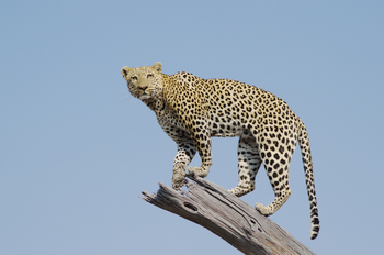 Savuti Camp Savuti Camp: Leopard auf totem Baum