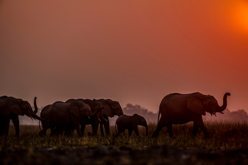 Selinda Camp: Elefanten im Abendlicht