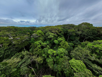 Sette Cama Eco Camp: Wald