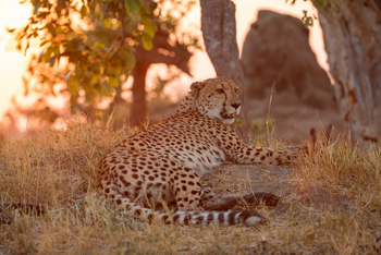 Shinde Footsteps Shinde Footsteps: Gepard