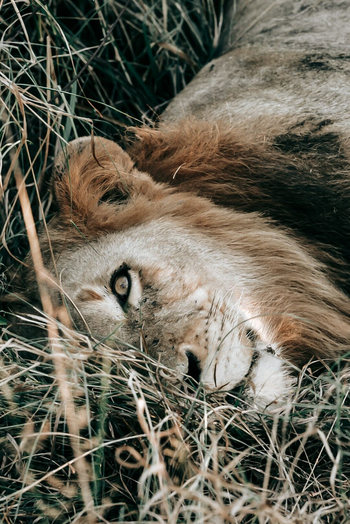 Simbambili Game Lodge: Löwe im Gras