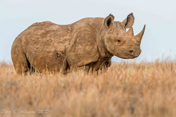 Sirikoi Lodge Sirikoi Lodge: Spitzmaulnashorn