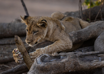 Sungani Lodge Sungani Lodge: Ausgefahrene Löwenkrallen