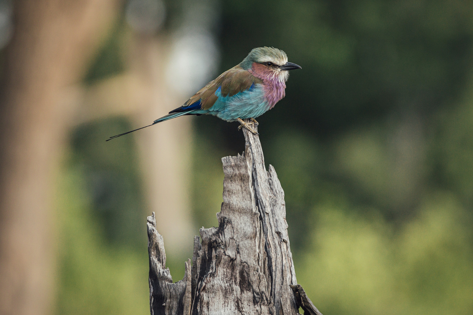 Tangulia Mara Camp Tangulia Mara Camp: Gabelracke seitlich