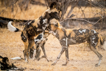 Time + Tide South Luangwa: Wildhunde