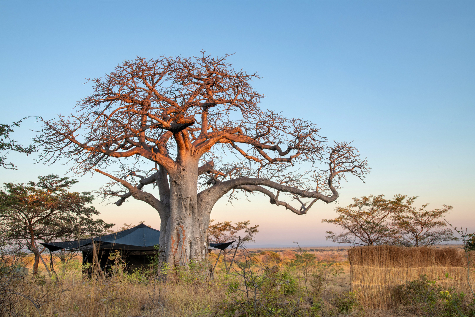 Usangu Expedition Camp Usangu Expedition Camp: Zelt unter Baobab