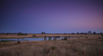 Verney's Camp: Elefanten in der Pfanne