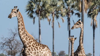 Xigera Safari Lodge Xigera Safari Lodge: Giraffen