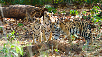 Bagh Villas: Junge Tiger