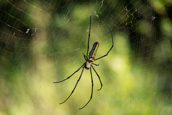 Bamboo Forest Safari Lodge: Riesenwaldspinne
