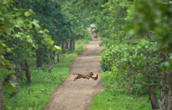 Bamboo Forest Safari Lodge: Tiger macht Beute