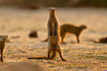 Bomani Tented Lodge Bomani Tented Lodge: Neugierige Betrachter