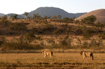 Campi ya Kanzi: Löwenpärchen