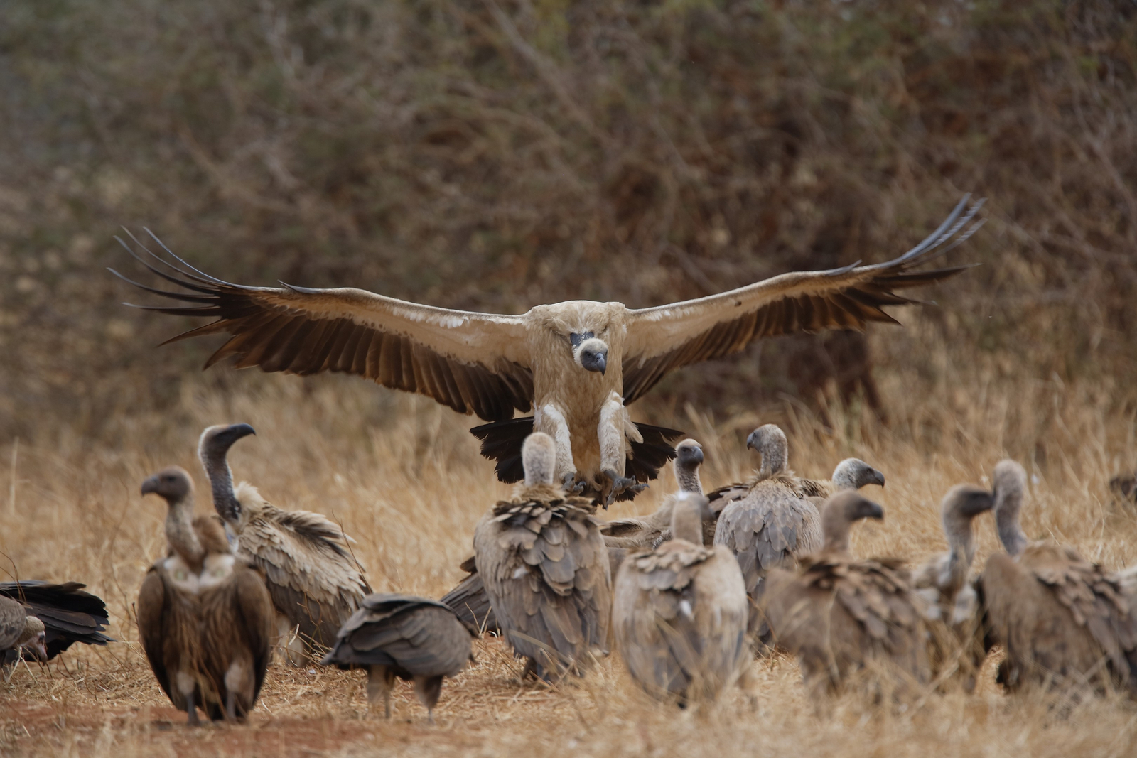 Cha Cha Metsi Camp Cha Cha Metsi Camp: Weißrückengeier