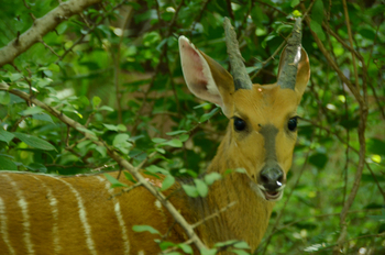 Chobe Bakwena Lodge Chobe Bakwena Lodge: Buschbock