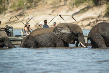Chobe Savanna Lodge: Fluss-Safari