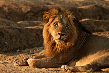 Tusk and Mane Safaris Tusk and Mane Safaris: Löwenmännchen
