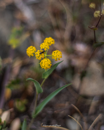 Drenmo Lodge Drenmo Lodge: Ameise