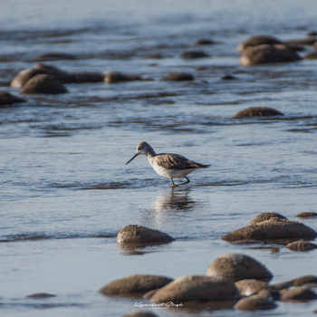 Drenmo Lodge Drenmo Lodge: Wasseruferläufer