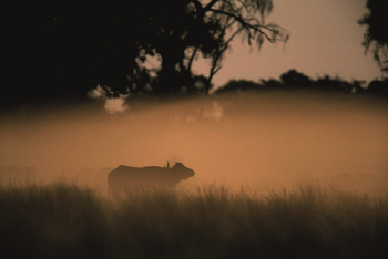 Duba Explorers Camp: Tierbeobachtung am Abend