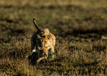 Duba Plains Camp: Löwin mit Jungtier