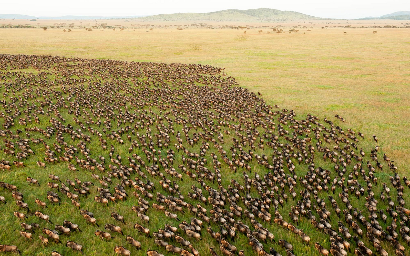 Hemingways Ol Seki Mara Hemingways Ol Seki Mara: Gnuherde