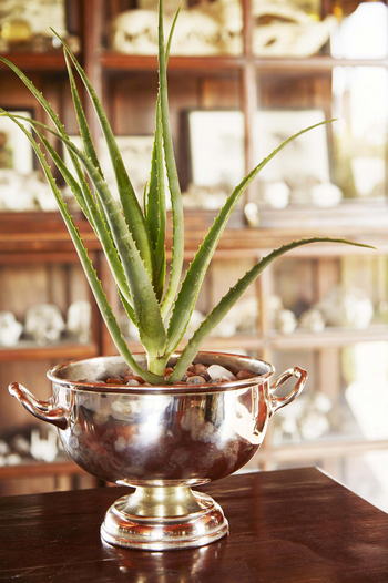 Jacks Camp Jacks Camp: Details